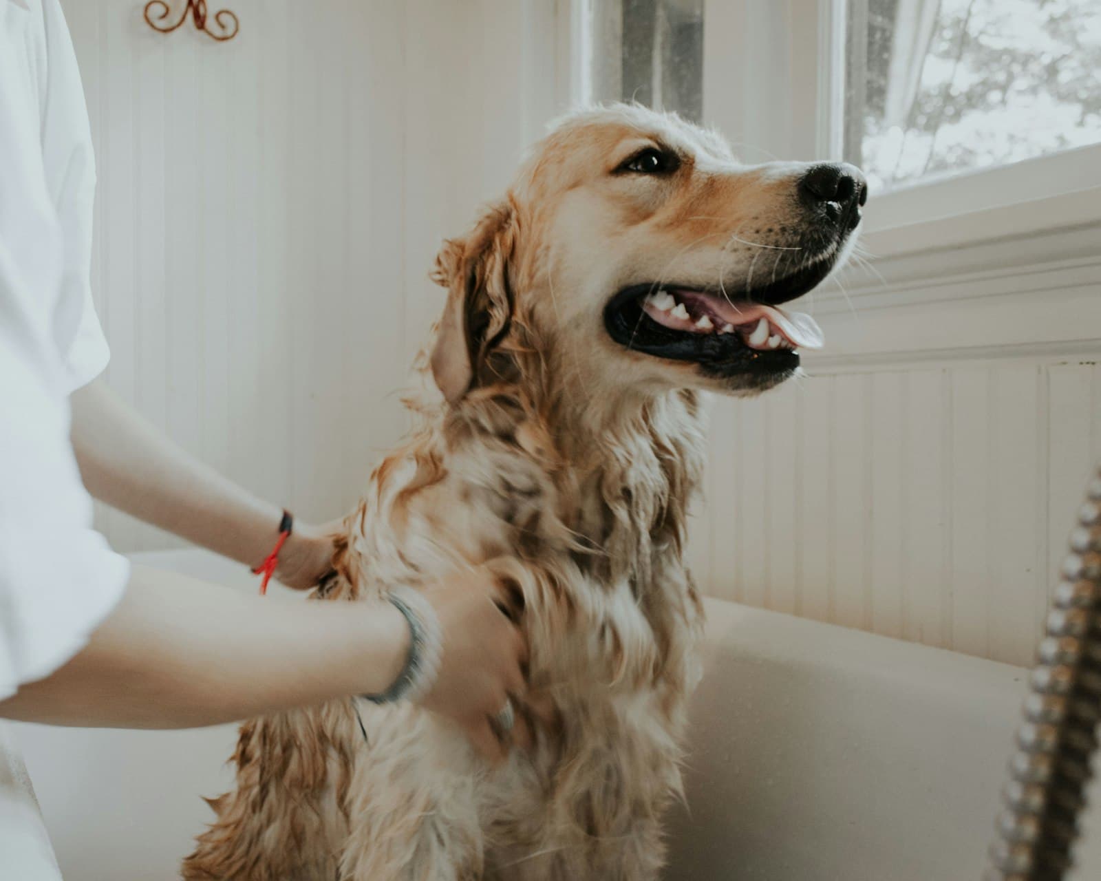 Golden retriever tomando banho, apoiado pelas mãos de uma profissional