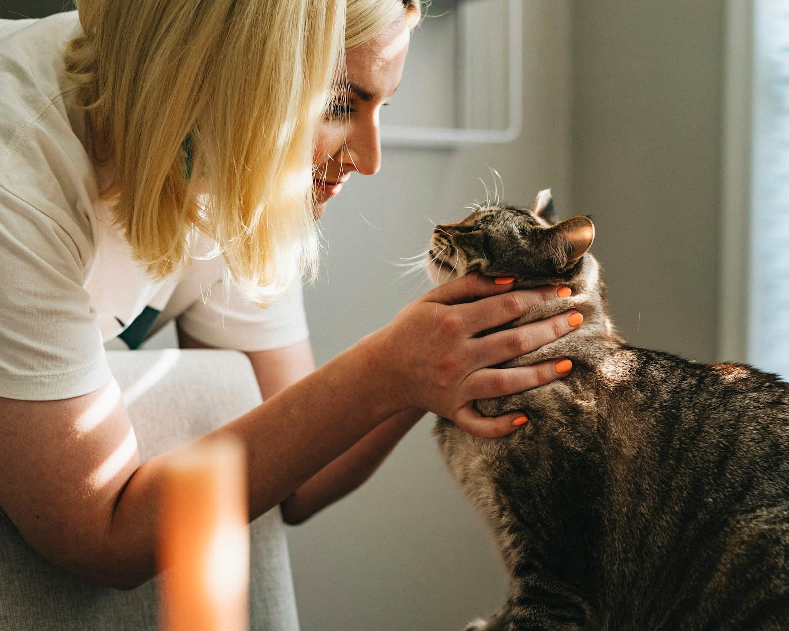 Tutora acaricia um gato tigrado à luz da janela