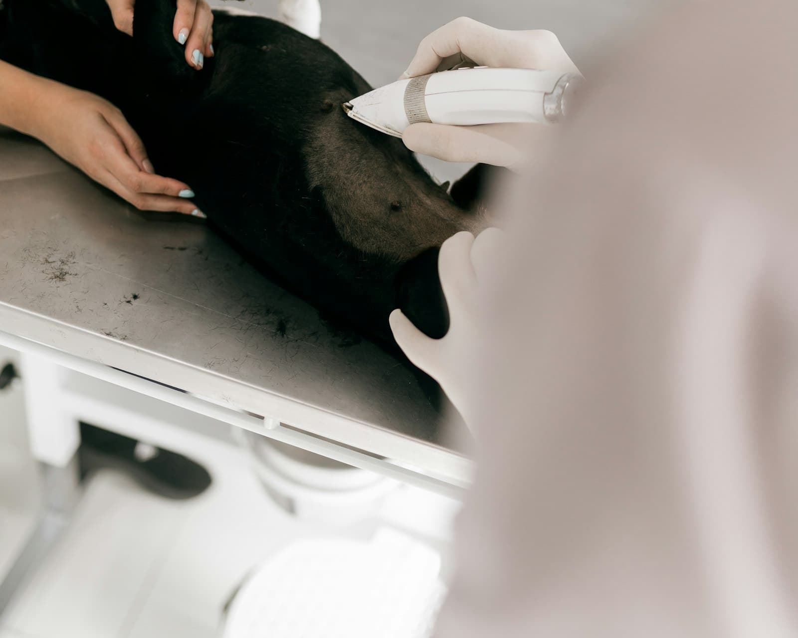 Veterinária examina um cão na mesa da clínica