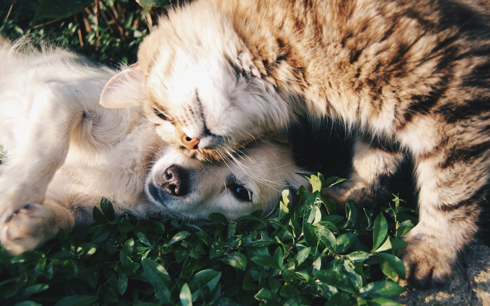 Gato e cachorro deitados juntos na grama ao sol
