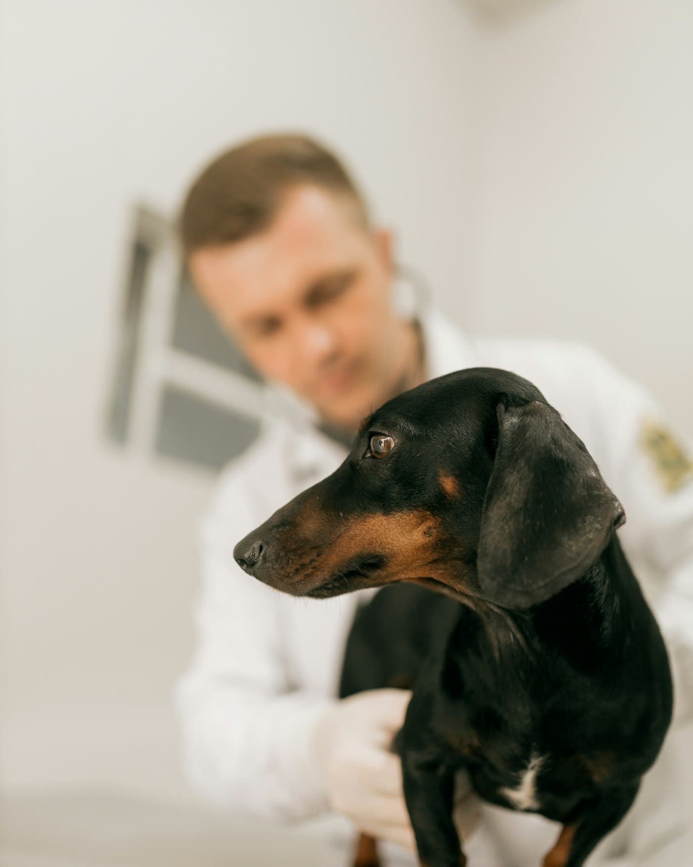 Veterinário de jaleco branco examina um dachshund com estetoscópio