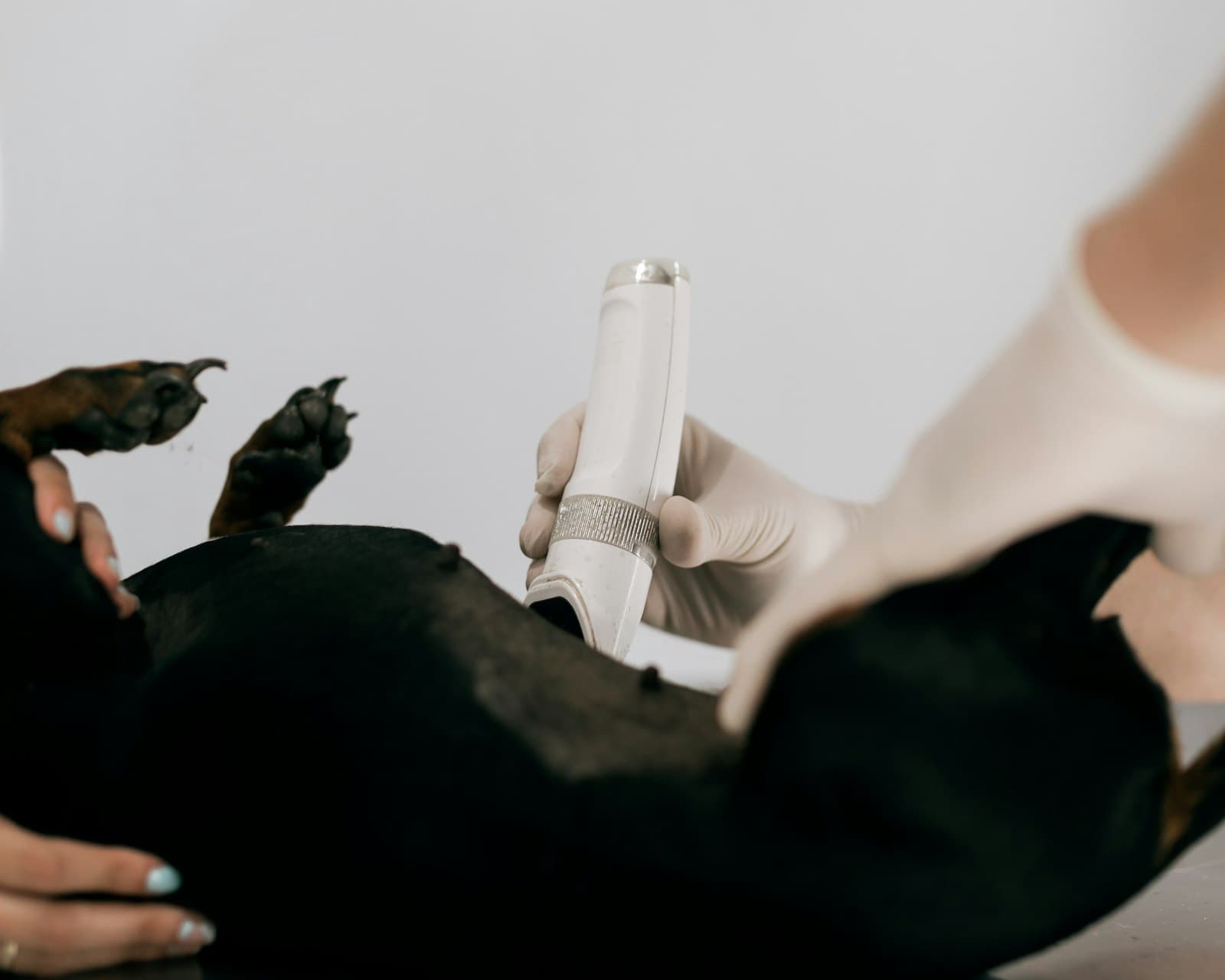 Veterinária realiza tricotomia em um dachshund antes do exame de imagem